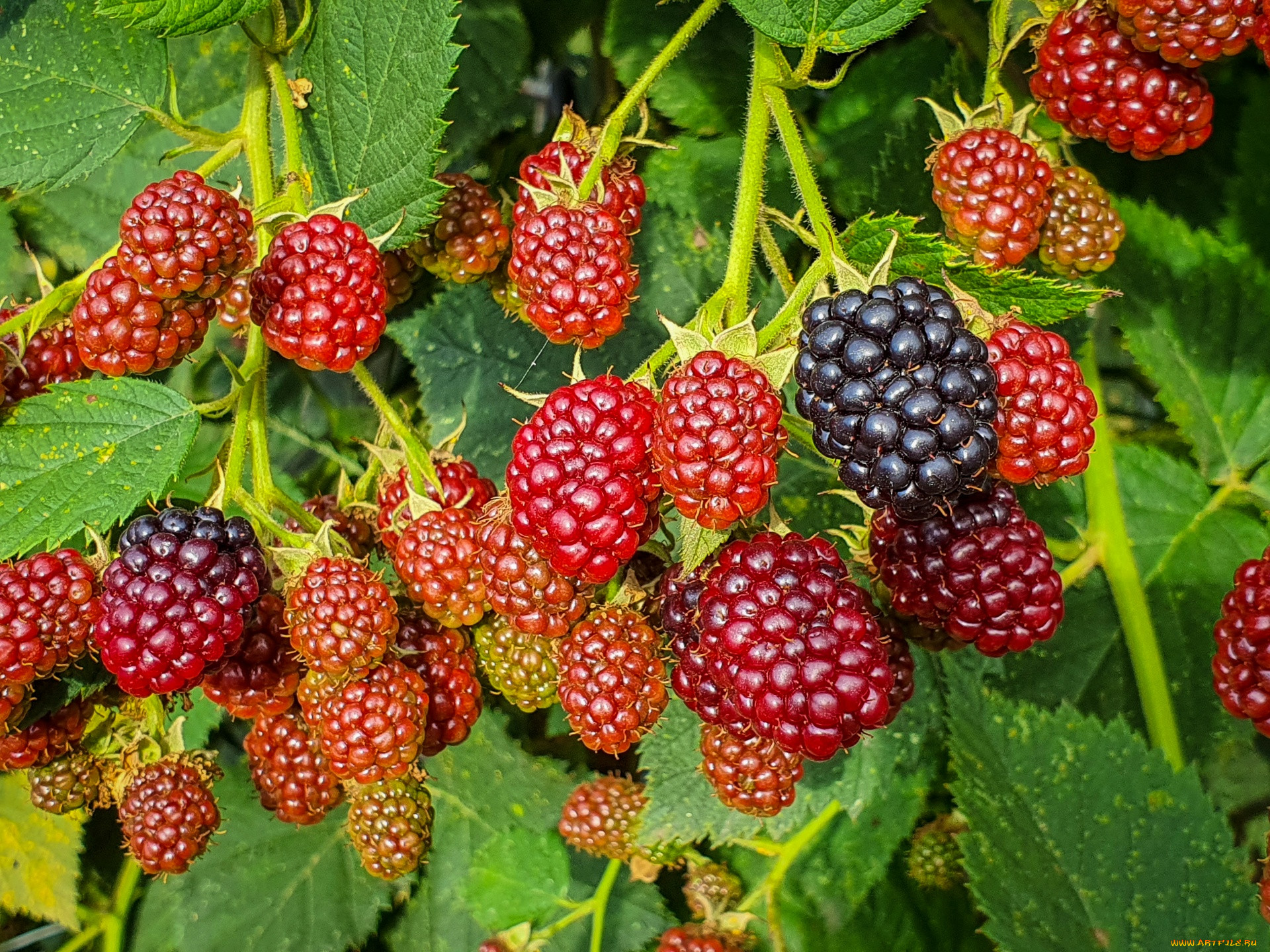 , , 